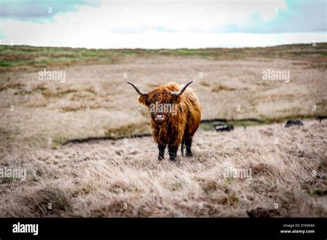 Highland Cow Cattle Grazing On Wild Grassland Natural Environment