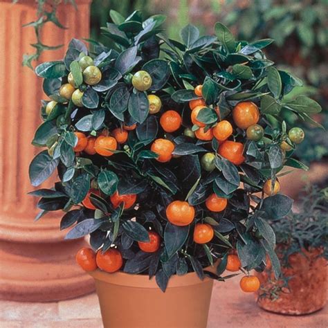 Dwarf Citrus Trees Indoor Fruit Trees Indoor Fruit Citrus Plant