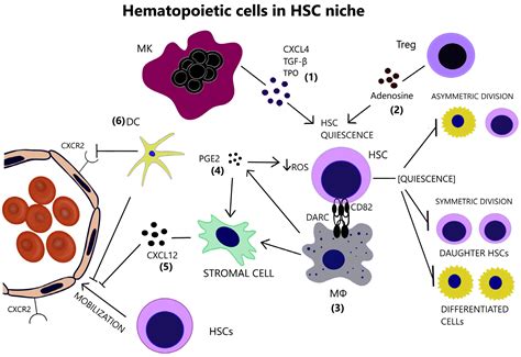 Cancers | Free Full-Text | Bone Marrow Immune Microenvironment in