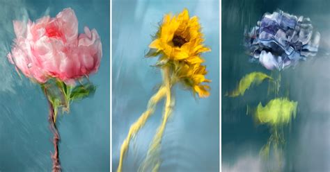 These Underwater Flower Photos Look Like Watercolor Paintings Flipboard
