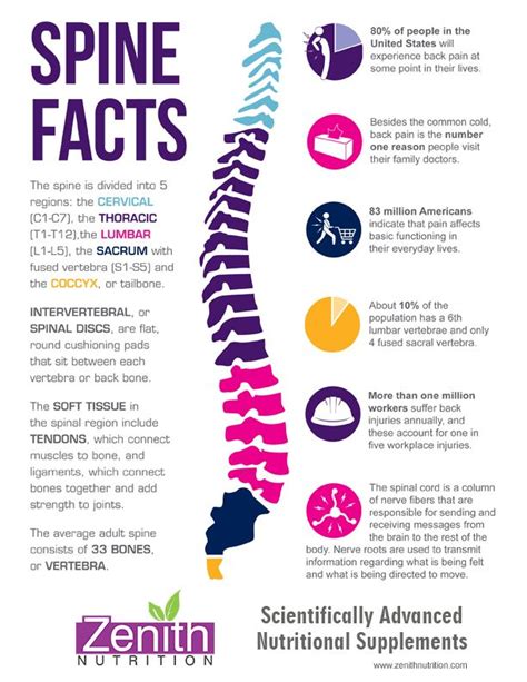 Spine Facts Benefits Of Chiropractic Care Neuropathy Chiropractic Care