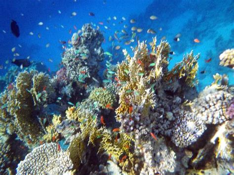 Lovely Reef Picture Of Brayka Bay Reef Resort Marsa Alam Tripadvisor