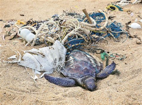 Poluição Tartarugas Que Morrem à Fome Com O Estômago Cheio De Plástico