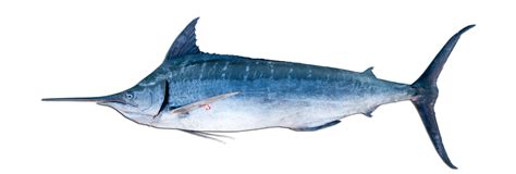 Blue Marlin Fishes Of North Carolina