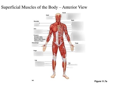 Figure Superficial Muscles Of The Body Anterior View Diagram Sexiz Pix
