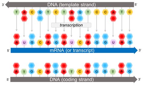 Dna Template Sequence