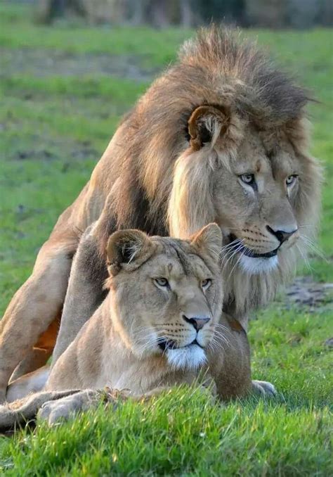1403 Best Tiger Lion Leopard Images On Pinterest Big Cats Wild