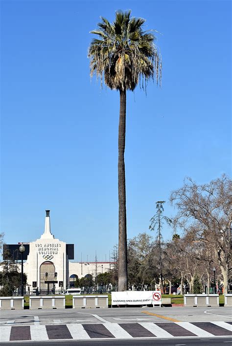 Oldest Palm Tree In Los Angeles Wikipedia
