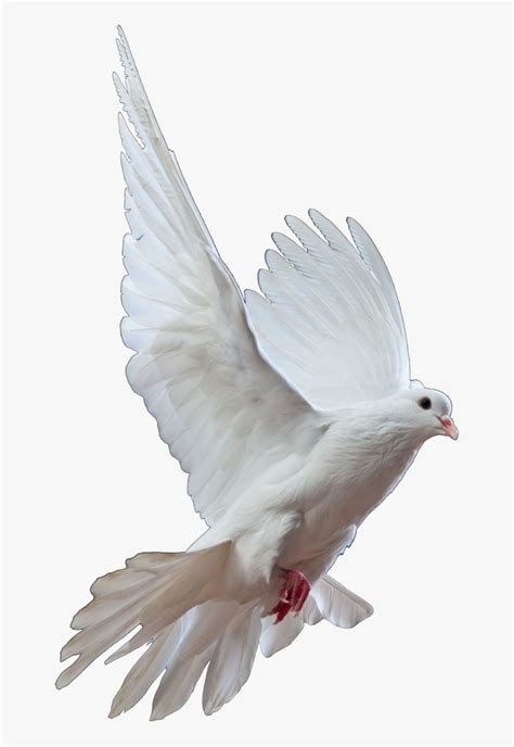 Homing Pigeon Columbidae Bird Doves As Symbols Release Could You
