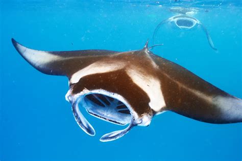 Manta Rays May Lead Us To Better Water Filtration