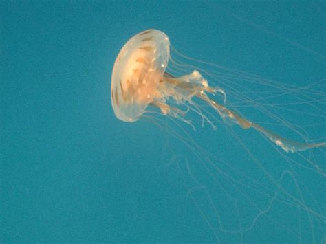 Missing Jellyfish In The Chesapeake Bay Chesapeake Bay Chesapeake