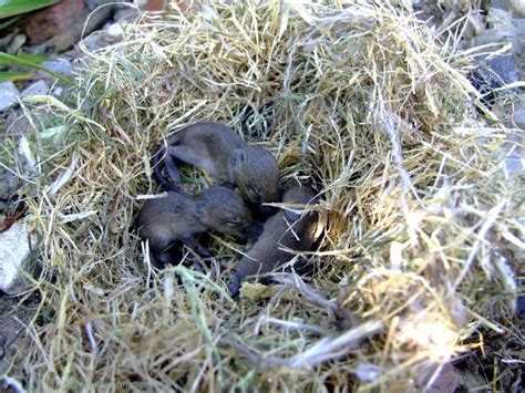 Hitta perfekta mouse nest bilder och redaktionellt nyhetsbildmaterial hos getty images. Field mice nest DSCF1877 | Explore hedgerowmobile's photos ...