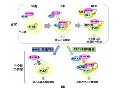 .that delineates cancer risks associated with hereditary breast and ovarian cancer syndromes. HBOCの原因遺伝子BRCA1と結合する分子「RACK1」の新たな役割を明らかに－東北大 - QLifePro 医療ニュース
