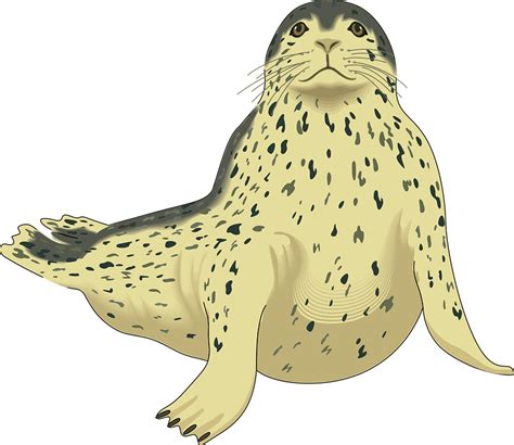 Common Grey Harbor Seal Png Clipart Png Mart
