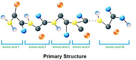These abbreviations commonly consist of three letters or the wider definition of primary structure includes all the features of a protein which are a result of covalent bonds. Structure of proteins - Biology Stack Exchange