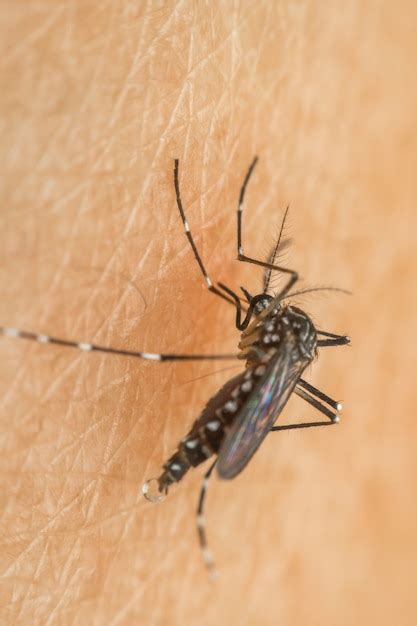 Premium Photo Macro Of Mosquito Aedes Aegypti Sucking Blood Close