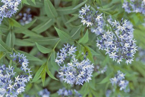 12 Types Of Garden Plants With Blue Flowers