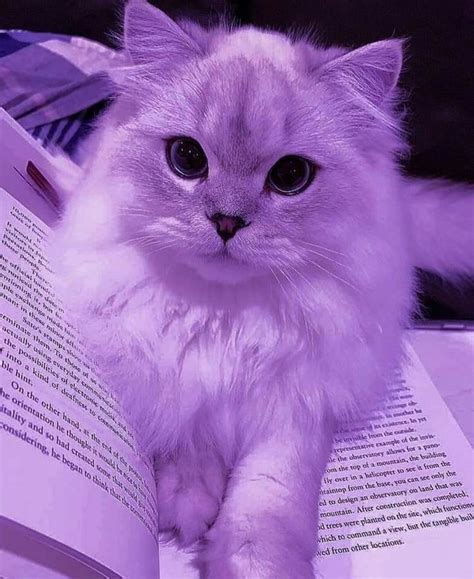 Cute Purple Cat With Book Lover Cat Aesthetic Funny Cat Wallpaper