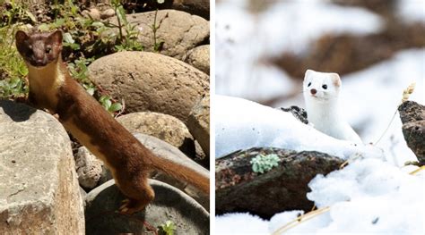 Native Of The Month Long Tailed Weasel Shadow