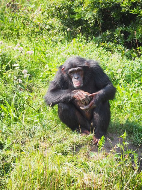 Fotos Gratis Fauna Silvestre Zoo Mamífero Mono Primate Chimpancé