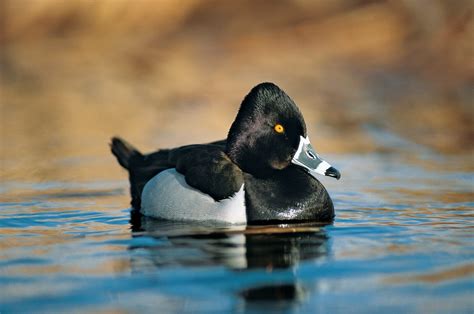 Ring Necked Duck — Ducks Unlimited Canada