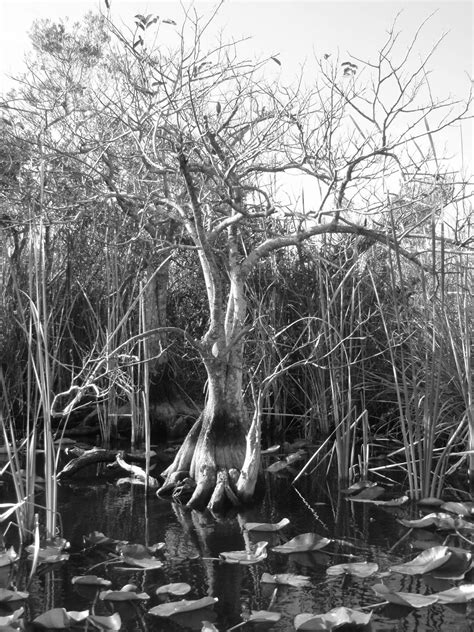 The Florida Everglades A Photographic Journey The Hungry Nomad