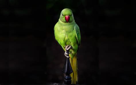 Download 3840x2400 Wallpaper Parrot Green Bird Sit Portrait 4k