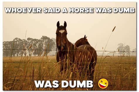 14 Funny Horse Memes That Will Make You Smile Funny H
