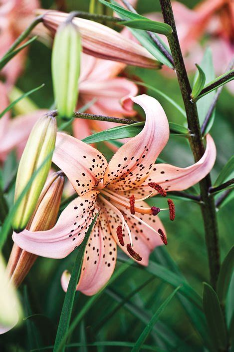 Lilies How To Grow And Care For Lily Flowers And Bulbs Garden Design