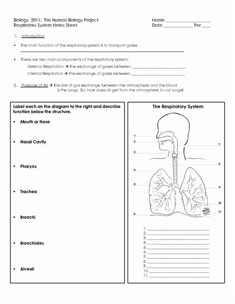 The Respiratory System Worksheet Beautiful Image Result For Anatomy