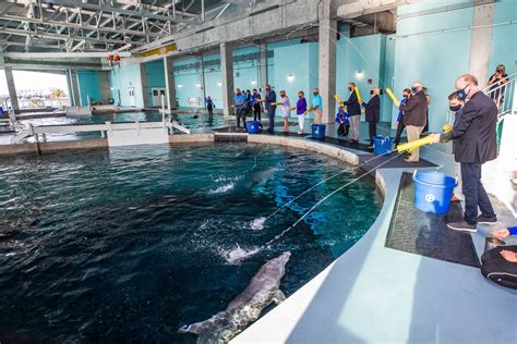 Travel Clearwater Marine Aquarium Unveils 80 Million Expansion In