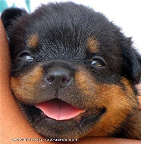 This beautiful keyboard is designed for people who like cool rottweiler. Rottweiler - Timeline Photos | Facebook | Rottweiler dog, Rottweiler puppies, Cute puppies