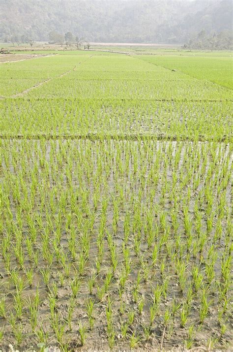 Rice Paddy Fields Ganeshpahar Village License Image 71040652