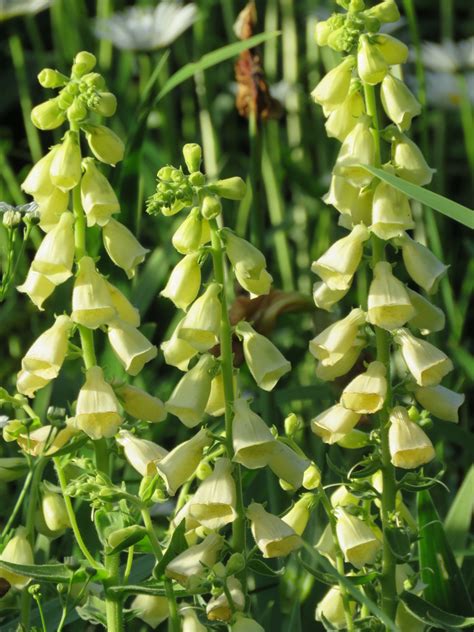 We did not find results for: Pale Yellow Foxglove in my garden | Plants, Little garden ...