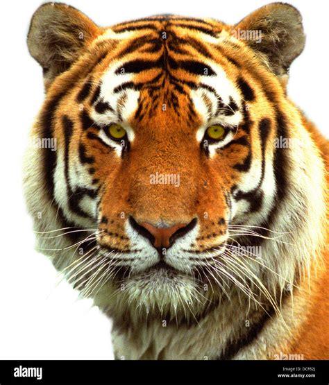 Tigers Head Siberian Tigers Head Stock Photo Alamy
