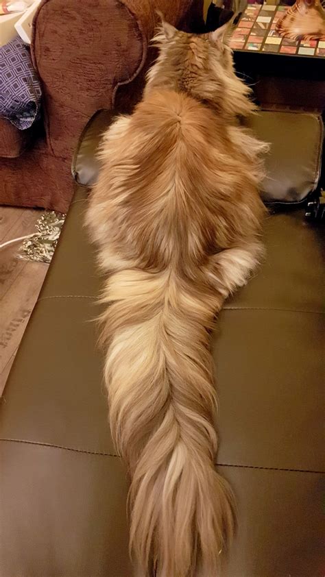 Her Ridiculously Fluffy Tail Rcats