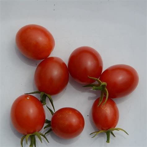 Tomate Solanum Lycopersicum ‘sugar Gloss