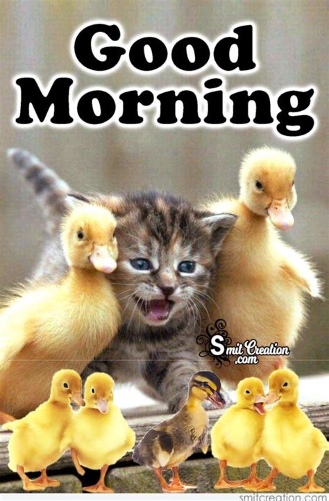 Cute And Funny Good Morning Animals Pictures