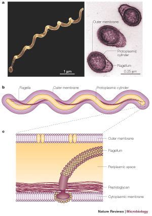 The name borrelia burgdorferi refers to two different concepts: Borrelia burgdorferi - microbewiki