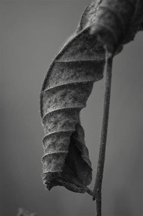 Curled Leaf Photograph By Ward Mcginnis Fine Art America