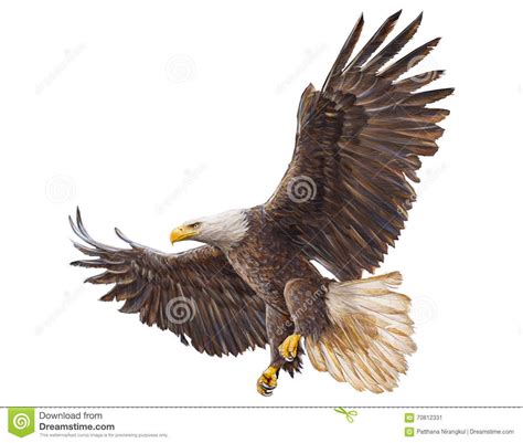Illustration About Bald Eagle Landing Hand Draw Vector On White