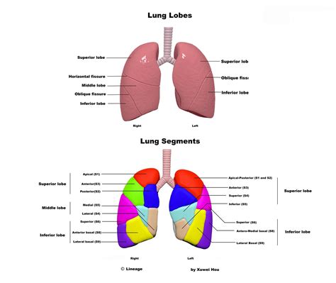 pulmonary artery segmental anatomy