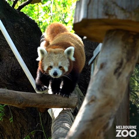 Red Panda At Melbourne Zoo Just Some Roshani The Red Panda Footage To