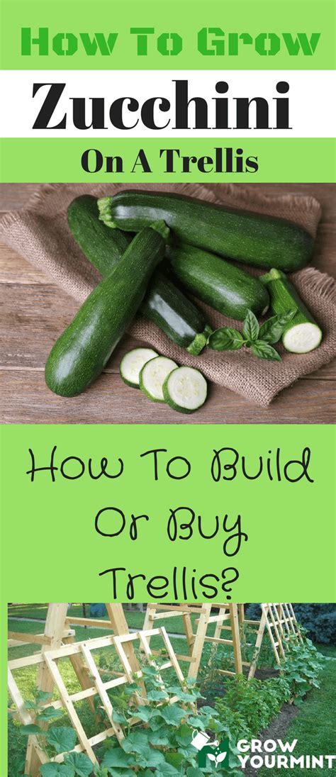 However, if you do decide to grow. Up, Up And Away! - How To Grow Zucchini On A Trellis ...