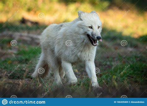 White Wolf In The Forest Stock Image Image Of Head 166429469
