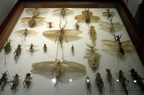 Insect Collection At The Cocoon Picture Of Natural History Museum London Tripadvisor