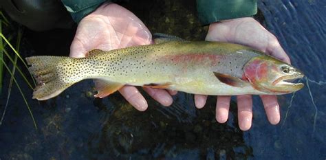 Art Landers Outdoors Cutthroat Trout Is Newest Species Of Trout