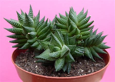Haworthia Limifolia X Fasciata In Cm Pot Cacti And Succulents Plants Succulents