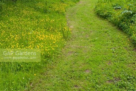 Mown Path Through Wi Stock Photo By Fiona Lea Image 0258555