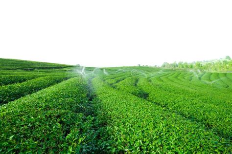 Green Tea Field Isolated On White Background Stock Photo Image Of